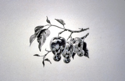Forbidden fruit (Genesis 2:16)